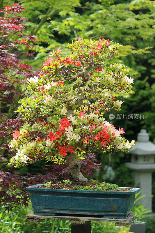 五月杜鹃花盆景标本图片，红色/白色花朵